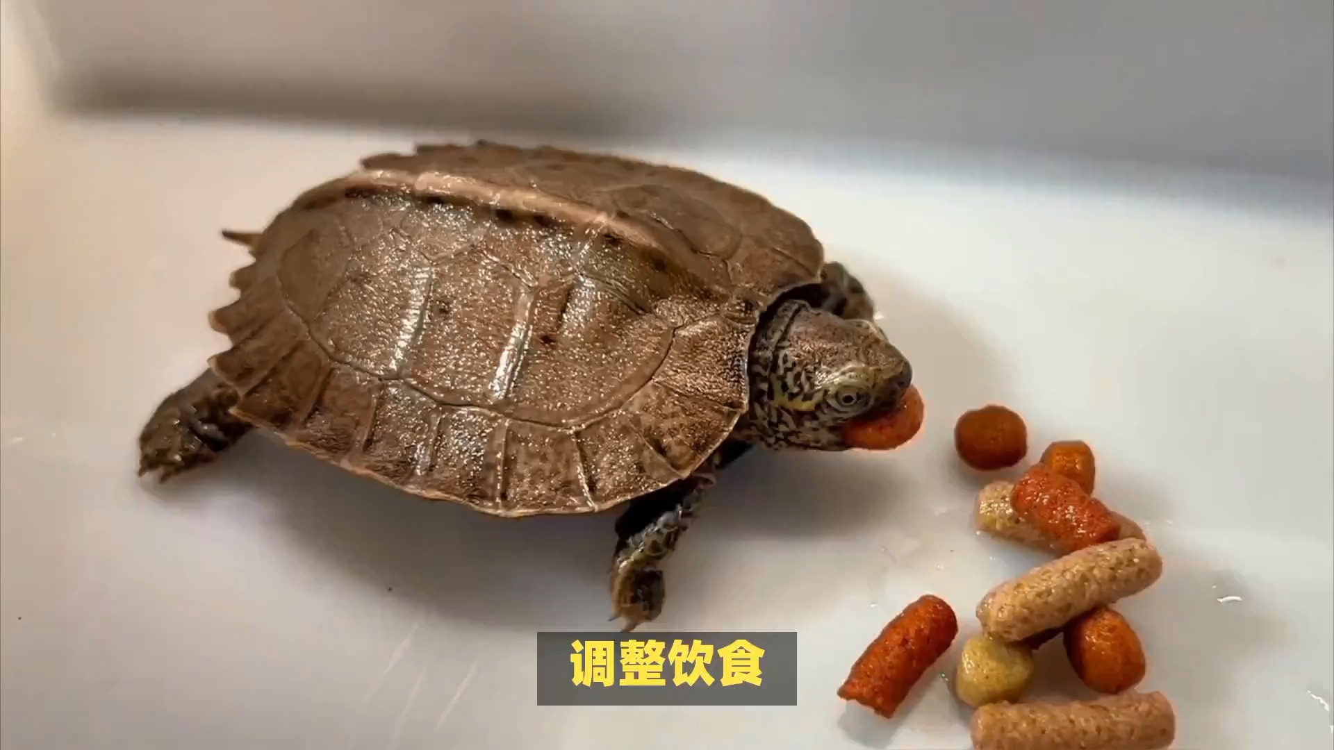 乌龟掉皮?别慌,这样做准没错!
