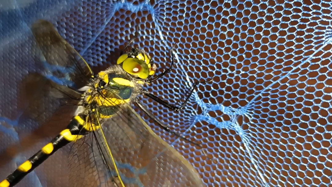 喂食雌性闪蓝丽大伪蜻泛着金属光泽真漂亮