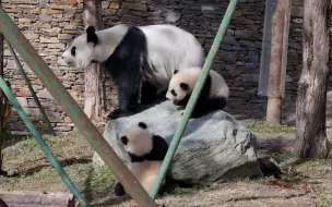 Скачать видео: 妍惠一家：麻麻在哪里，窝们就在哪里，努力成长为小小博士！【大熊猫妍惠】