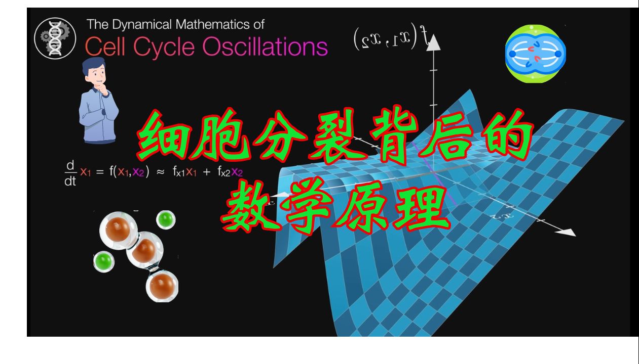 [图]细胞分裂背后的数学原理