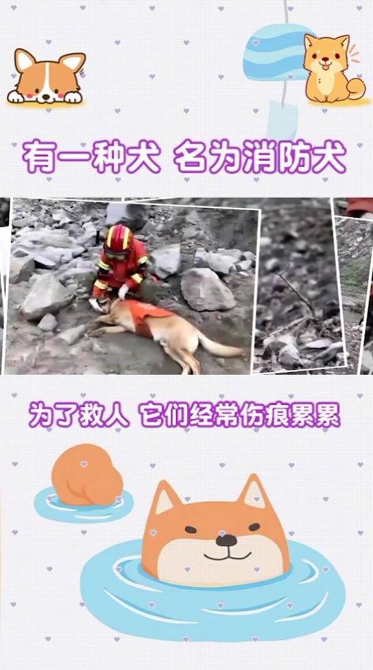 [图]它们一生都奉献给了人类即使伤痕累累也无怨无悔，它们是人类最忠诚的朋友，负重前行最帅逆行，向英雄致敬