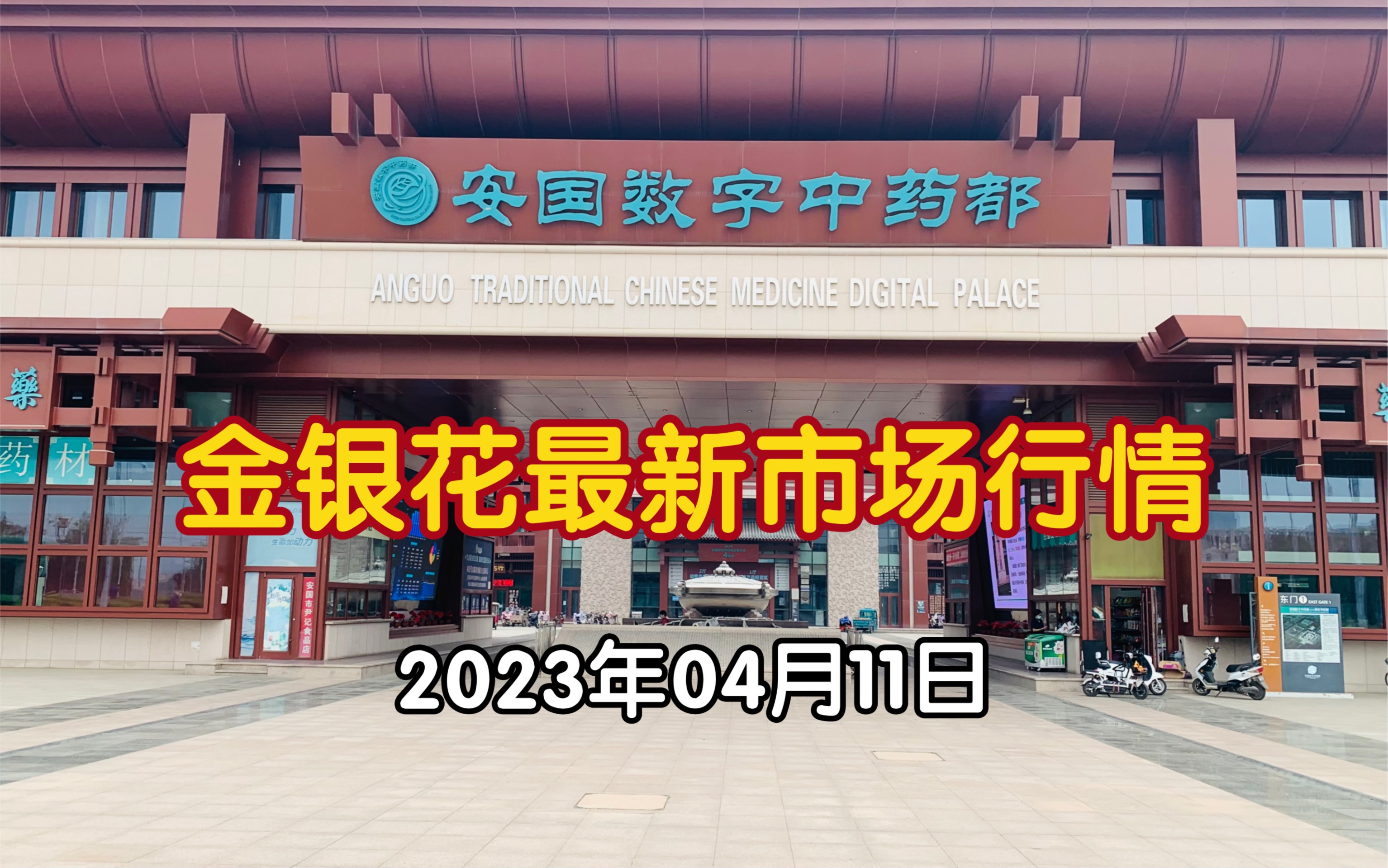 中药材市场金银花最新行情哔哩哔哩bilibili