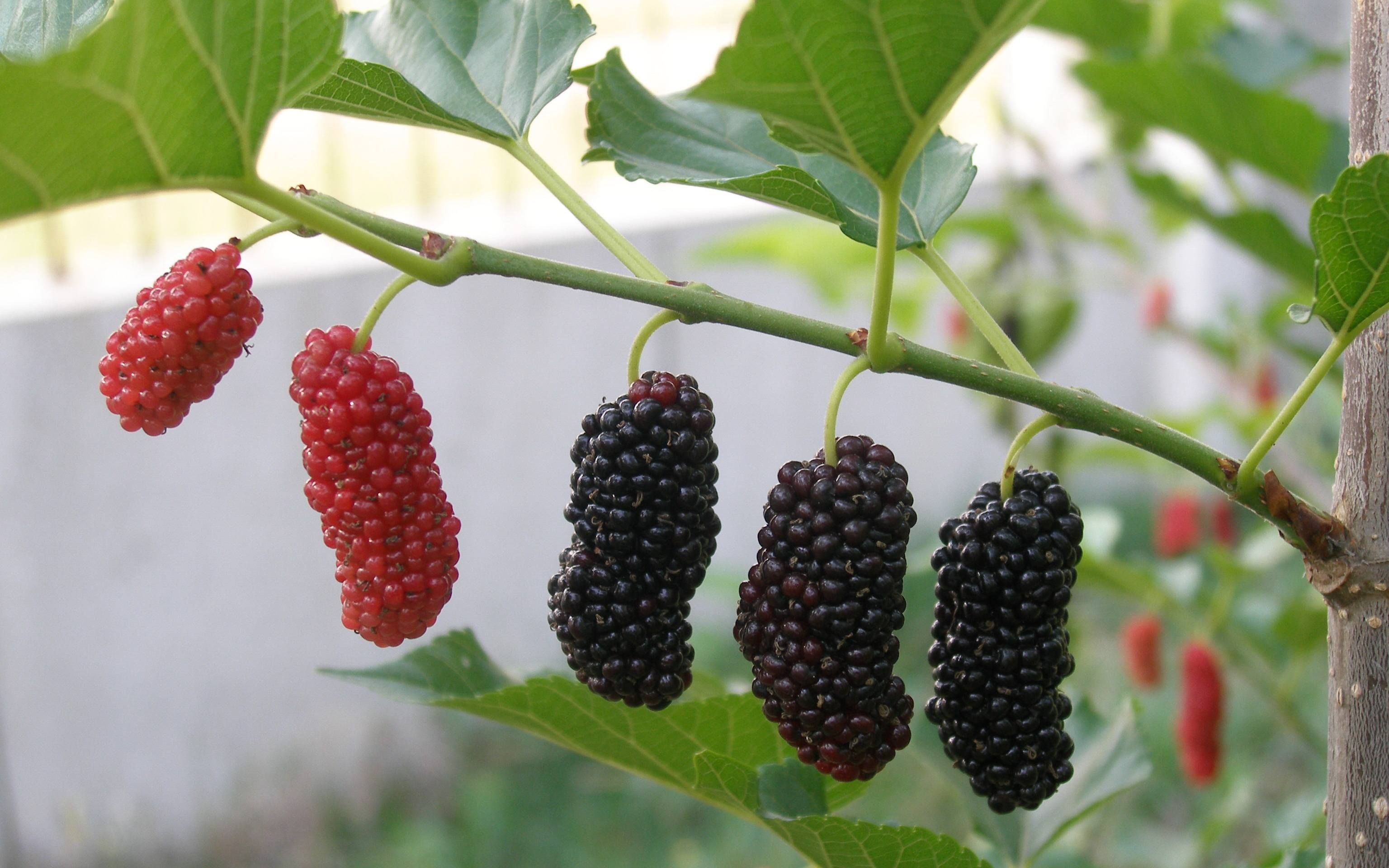 桑葚_哔哩哔哩_bilibili