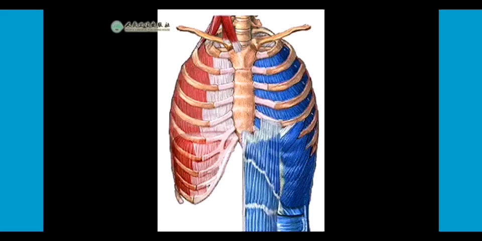 【生理学】呼吸运动哔哩哔哩bilibili