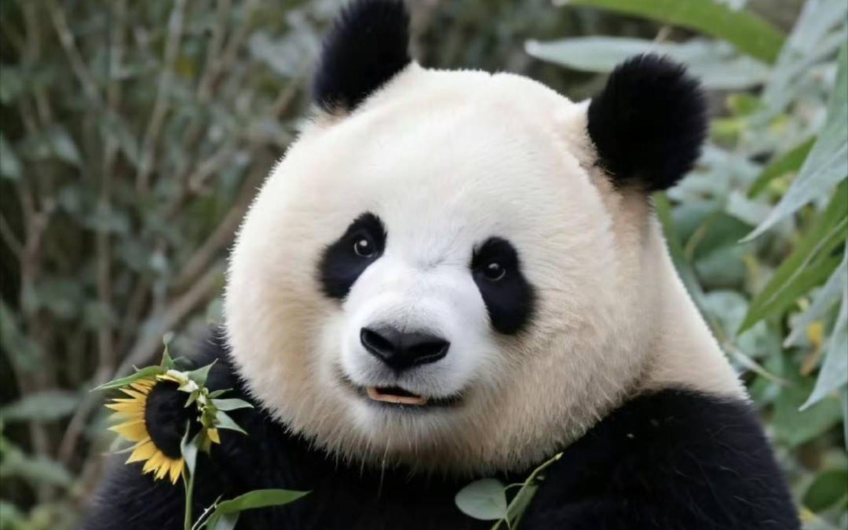 圆润出关啦