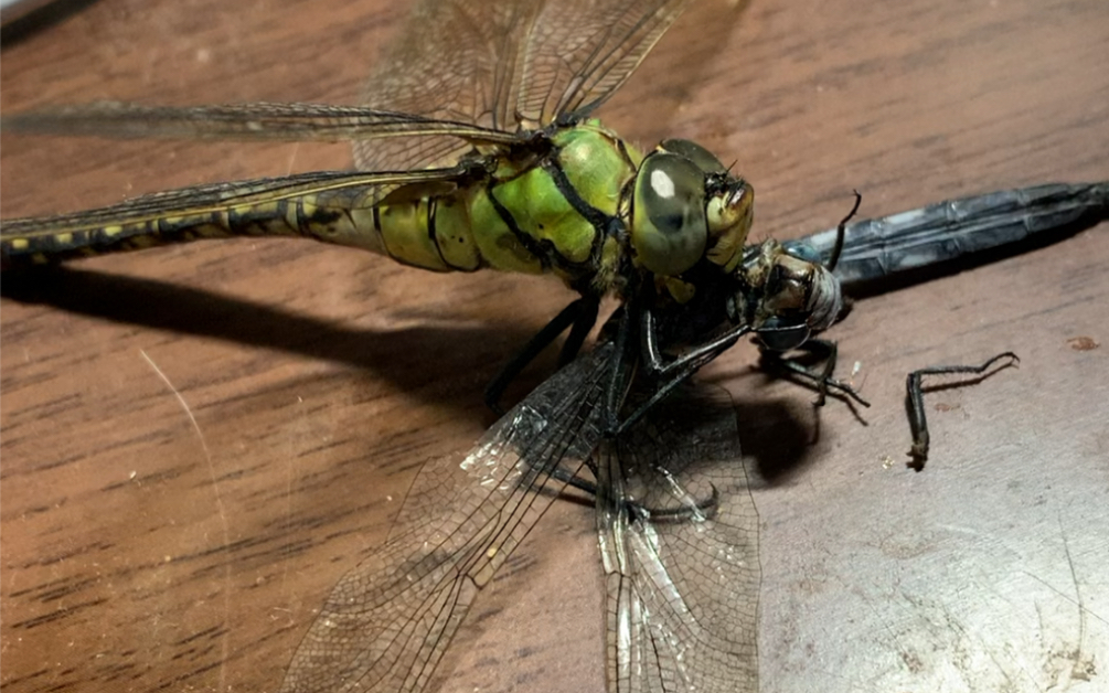 喂食雌性黑纹伟蜓