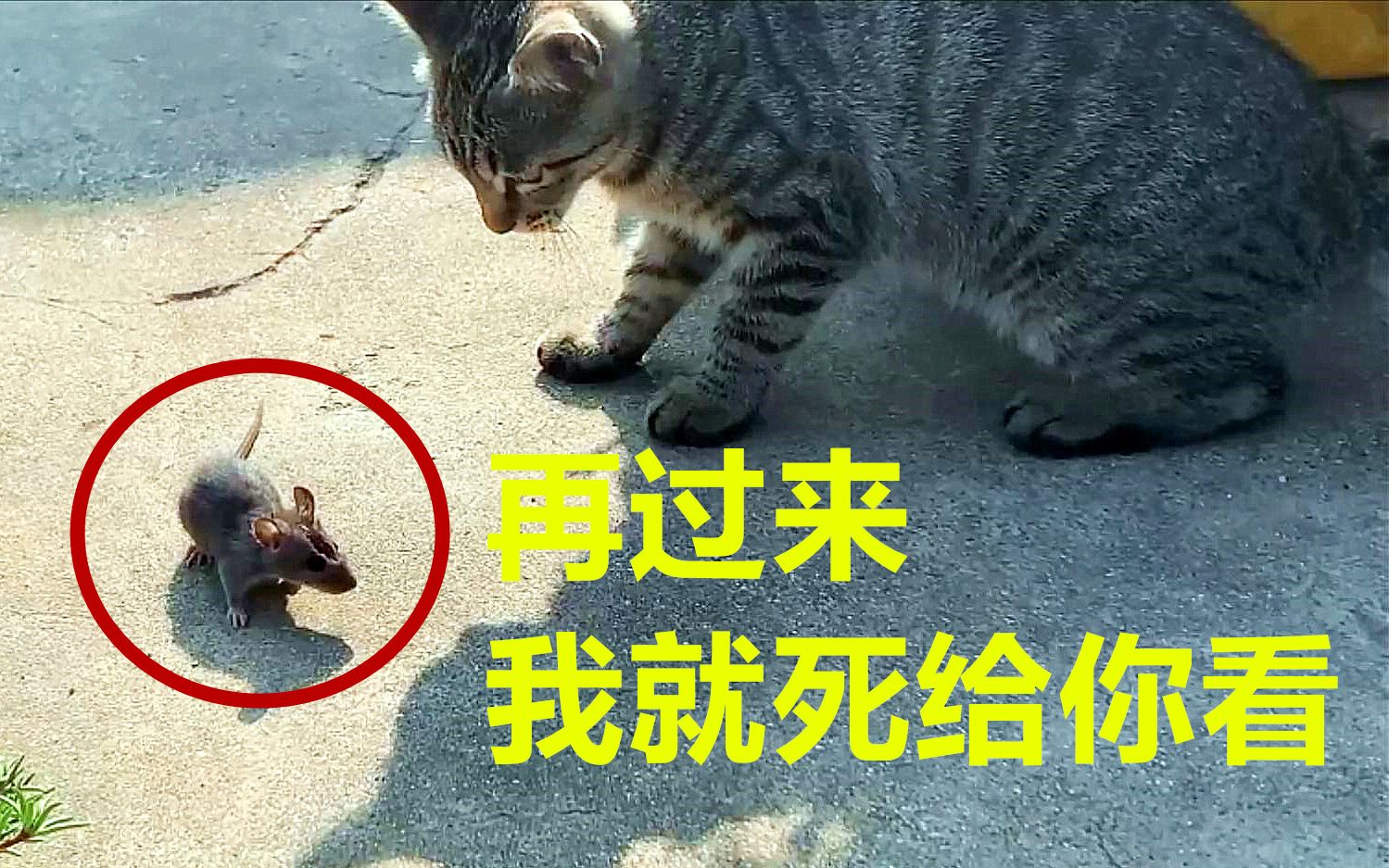 [图]农村“毙鼠山庄”里的老鼠，在6只猫面前装死企图逃跑，鼠界奥斯卡非它莫属！