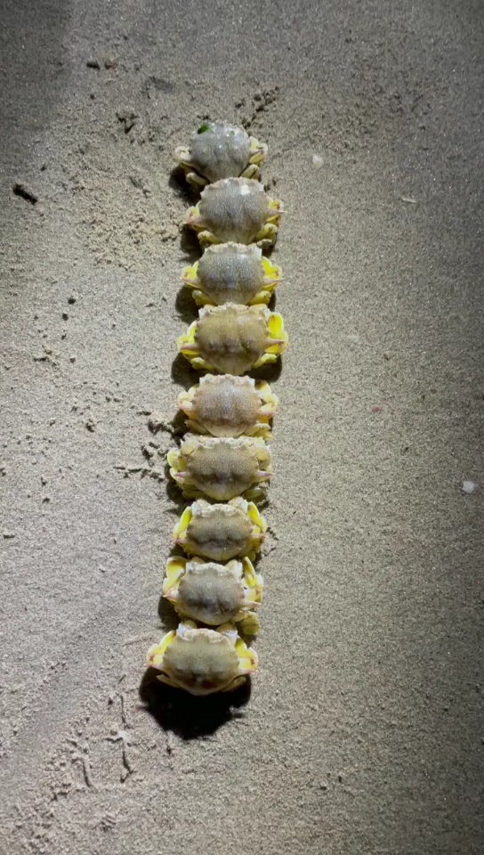 蜈蚣螃蟹_哔哩哔哩_bilibili