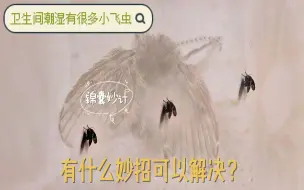 Descargar video: 卫生间里的小飞虫是哪里来的？如何消灭？