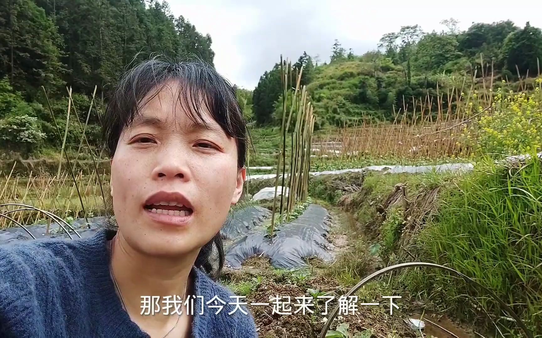 草木灰加这种肥给茄子喷洒,预防病虫害长势快,种菜学一招哔哩哔哩bilibili