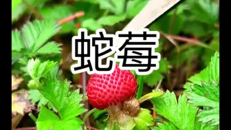 Скачать видео: 蛇莓，你的家乡有这种植物吗？