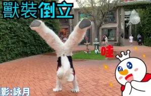 Télécharger la video: 希弗爾近期的獸裝倒立紀錄Fursuit handstand