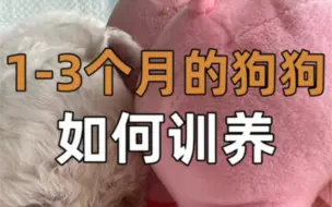 Télécharger la video: 1-3个月狗狗如何训养，很多家长问的问题