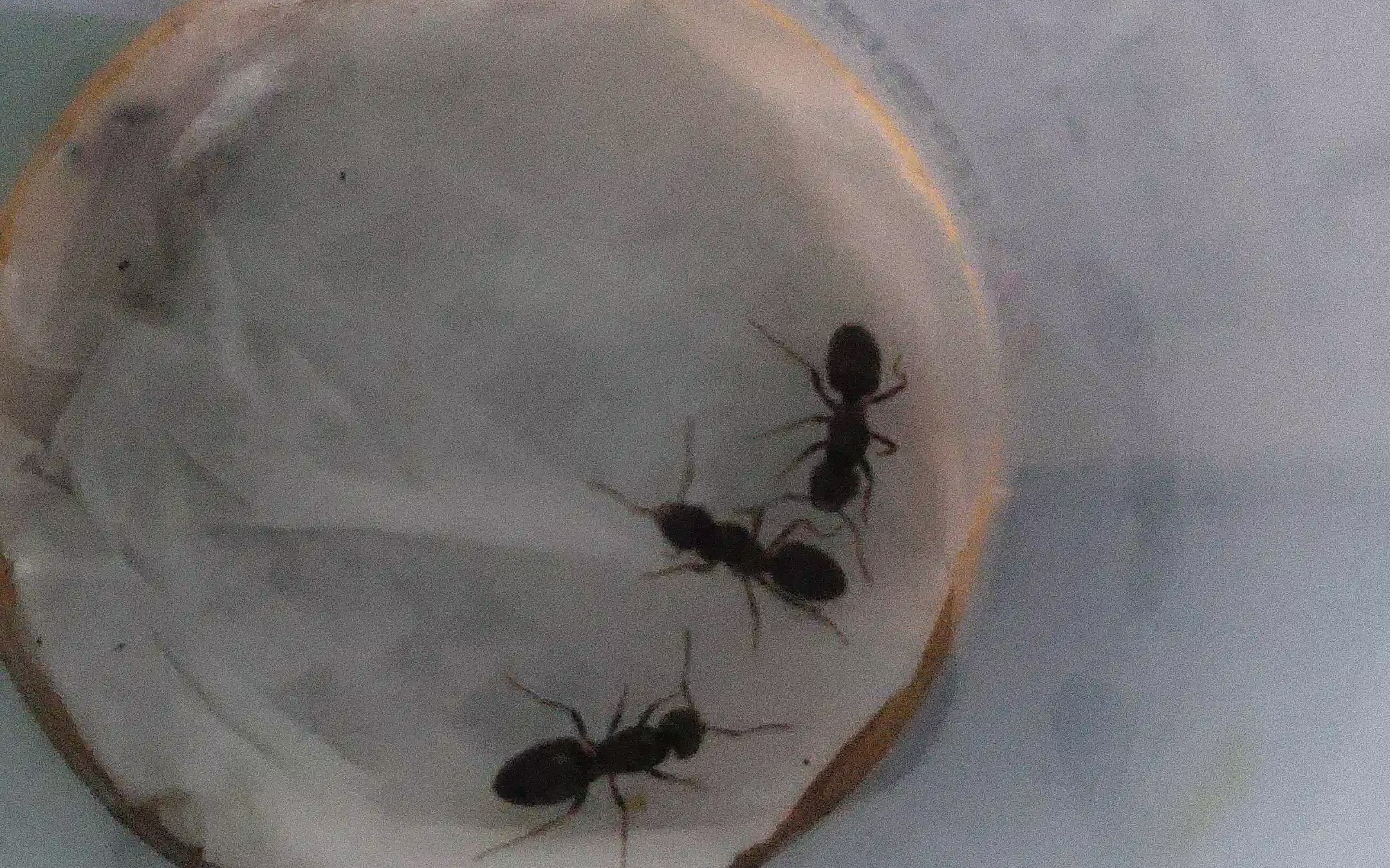 这是什么蚁后,有知道的么,有点像玉米毛