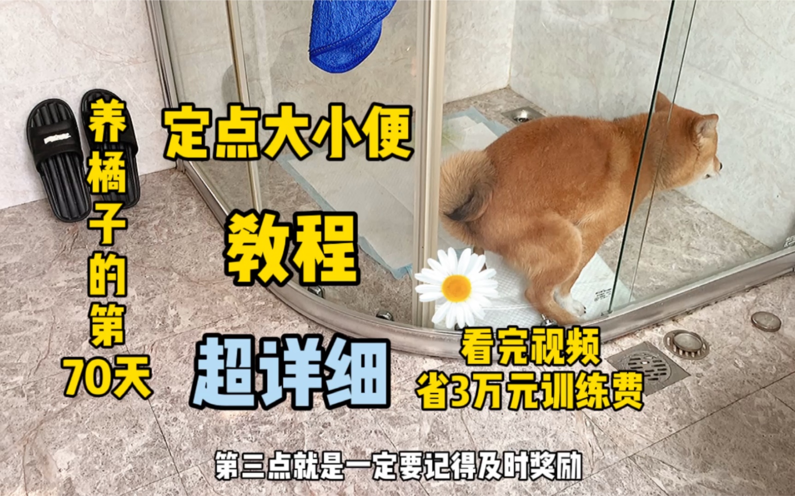 [图]养柴犬橘子的第70天：普通人也能学会的定点大小便教程，超详细