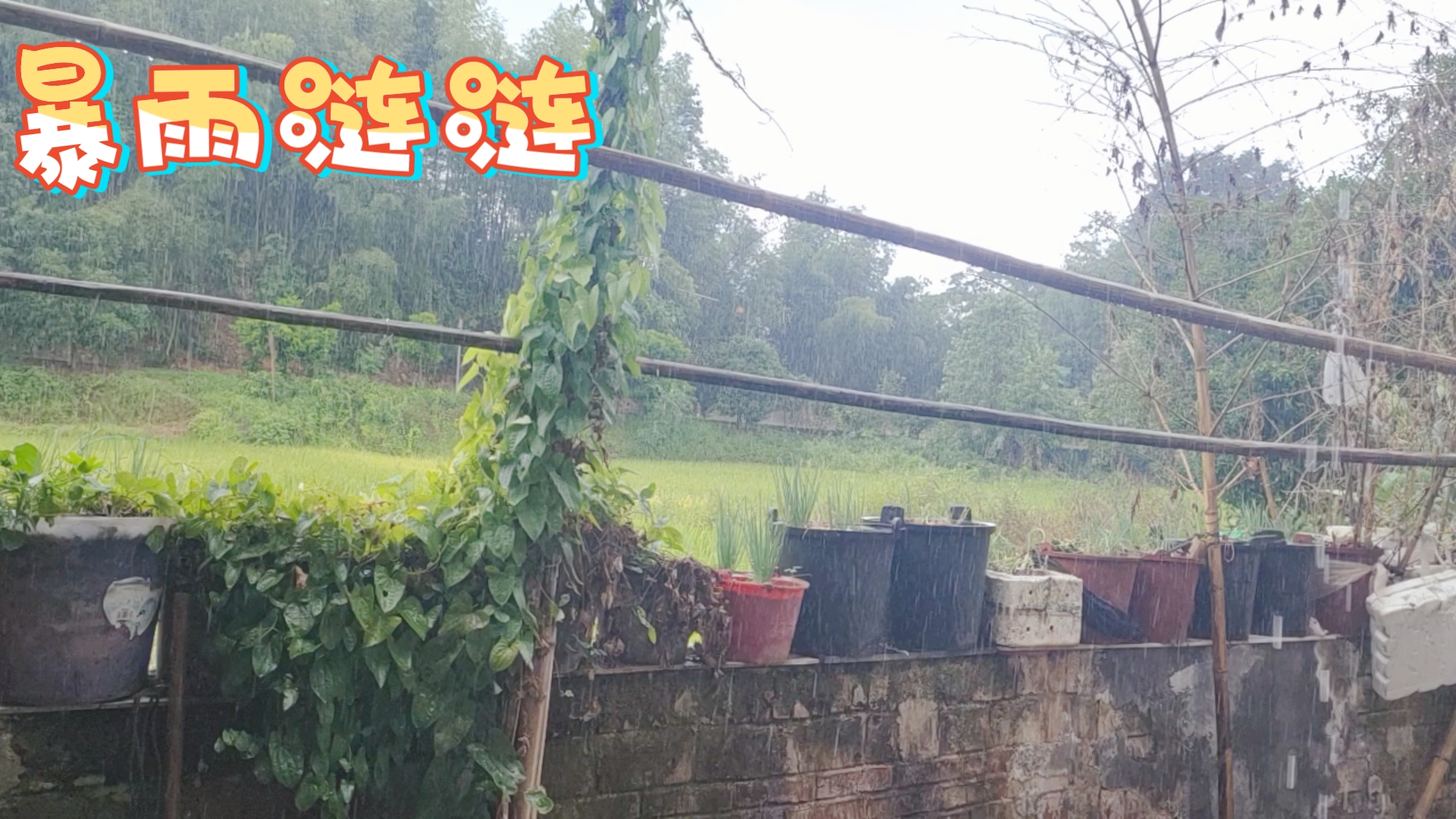 [图]暴雨涟涟