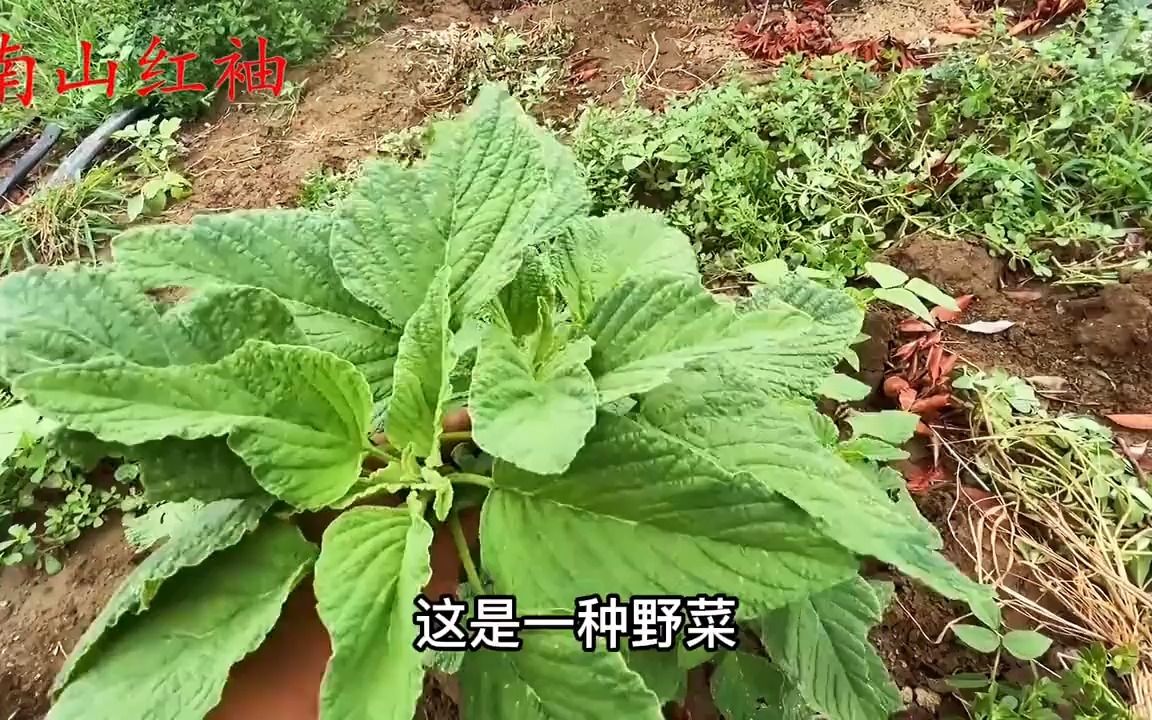 野苋菜又叫“反枝苋”,夏季常见植物,你吃过吗?哔哩哔哩bilibili