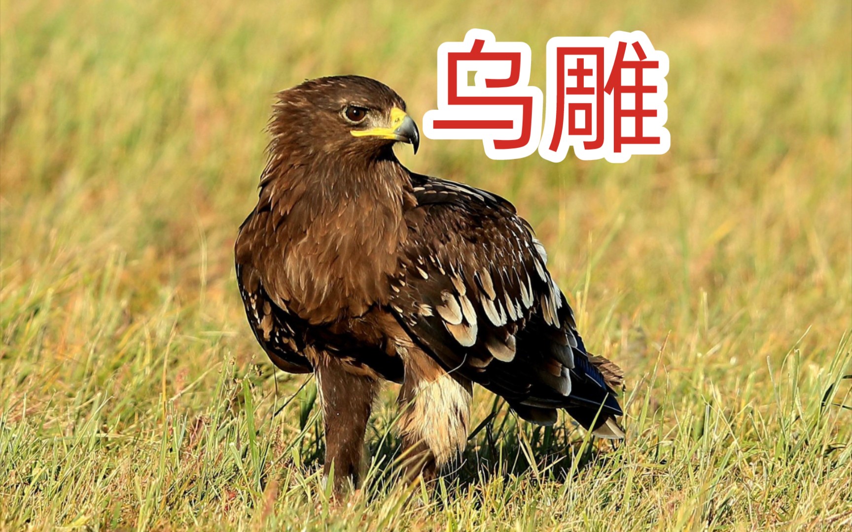 国家一级保护动物 乌雕