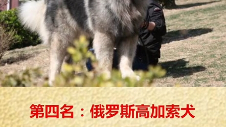 五大禁养犬哔哩哔哩bilibili