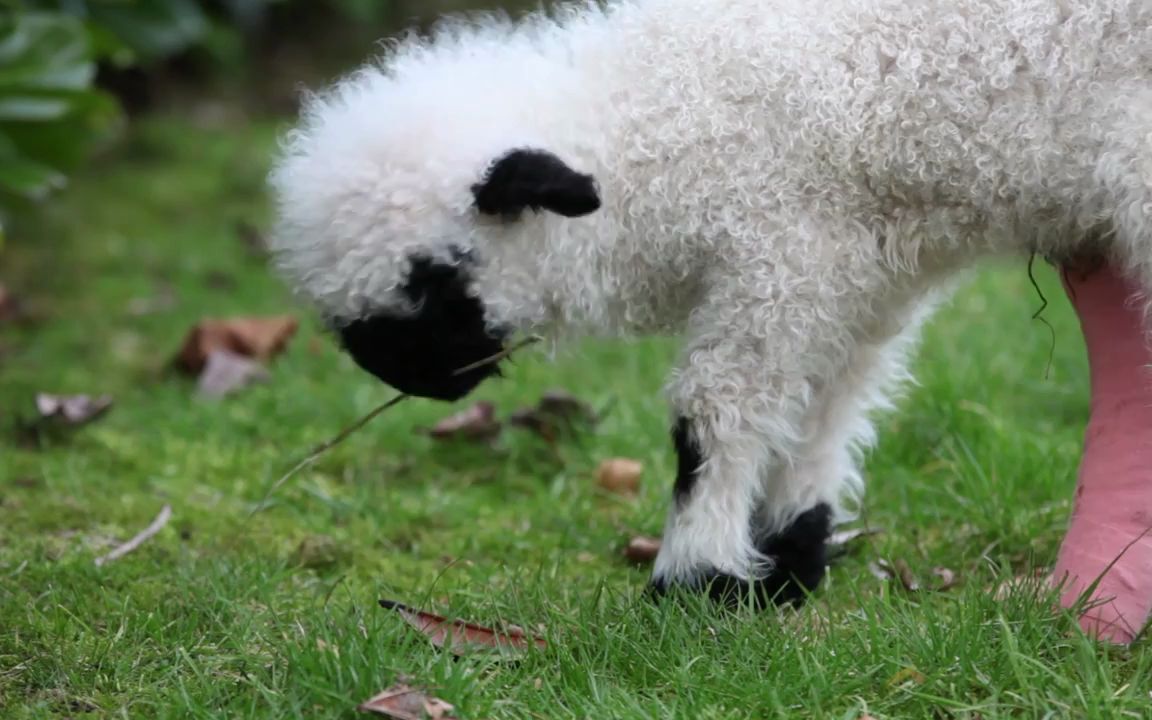 【黑鼻羊】照顾摔断腿的可爱小羊