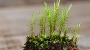 在熔岩石上附生凤尾苔 苔藓苔藓附生技巧 苔藓附生 如何对熔岩石附生 How To Make A Mossy Stone In Terrarium 哔哩哔哩