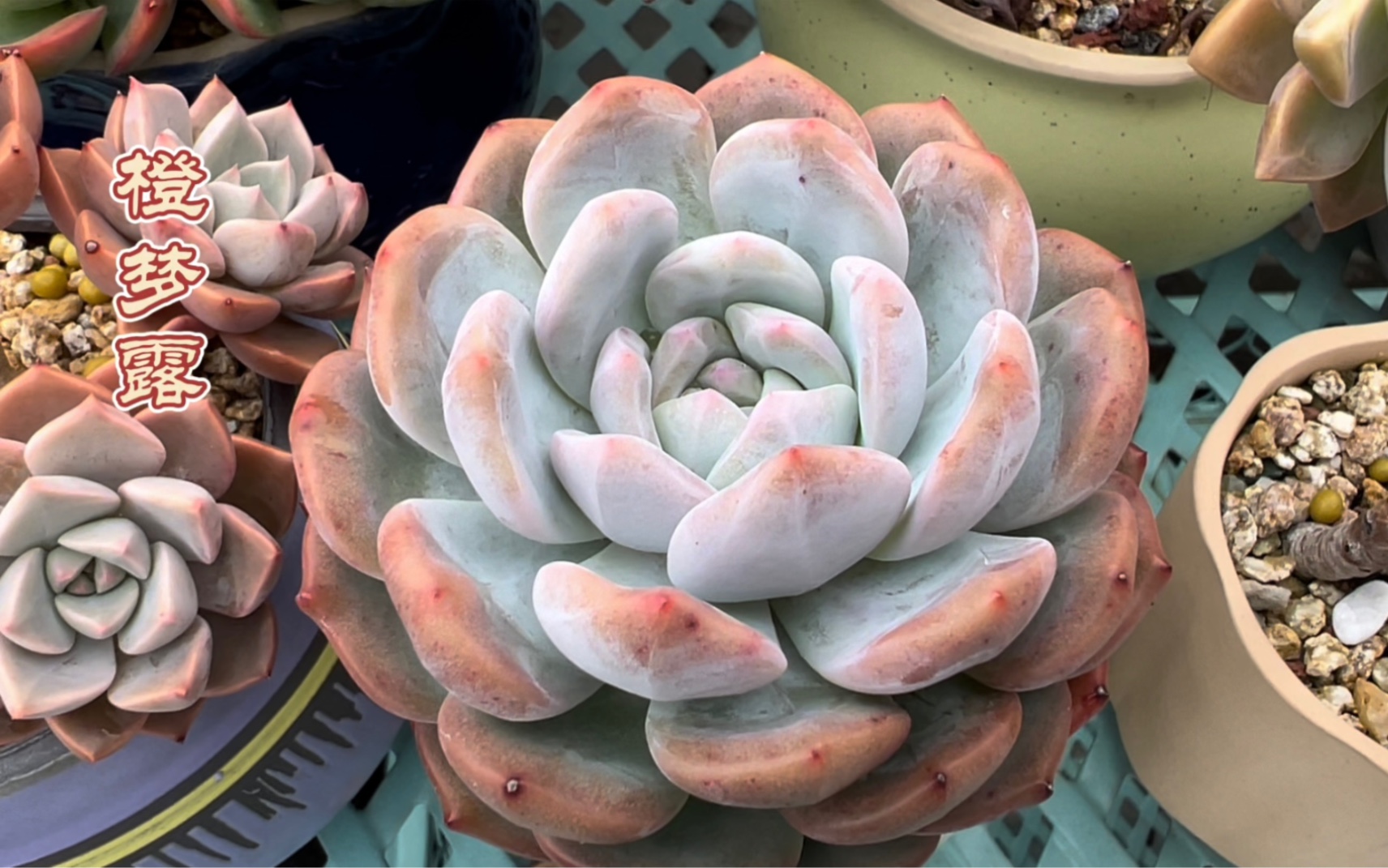 豆妈买多肉和花盆,价位多少?这也太小气了_哔哩哔哩_bilibili