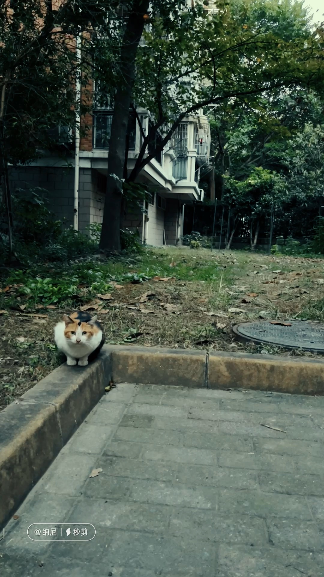 [图]接娃回来路上，老花的亲姊妹斑斑正在吃我下午顺手放的猫粮，一见到娃来，粮也顾不得吃，在前面一路小跑，一边跑一边回头喊着，把我们带到小区的角落里，原来，斑斑也做妈…