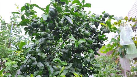 砂糖橘太好养了 楼顶盆栽种一棵 结果多到吃不完 哔哩哔哩 Bilibili 砂糖橘太好养了 楼顶盆栽种一棵 结果多到吃不完 哔哩哔哩 Bilibili