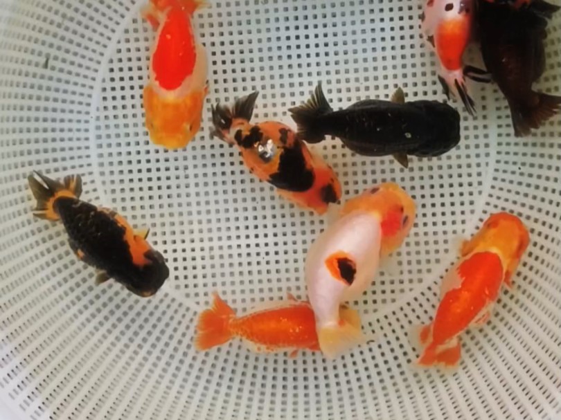 好多漂亮的金鱼