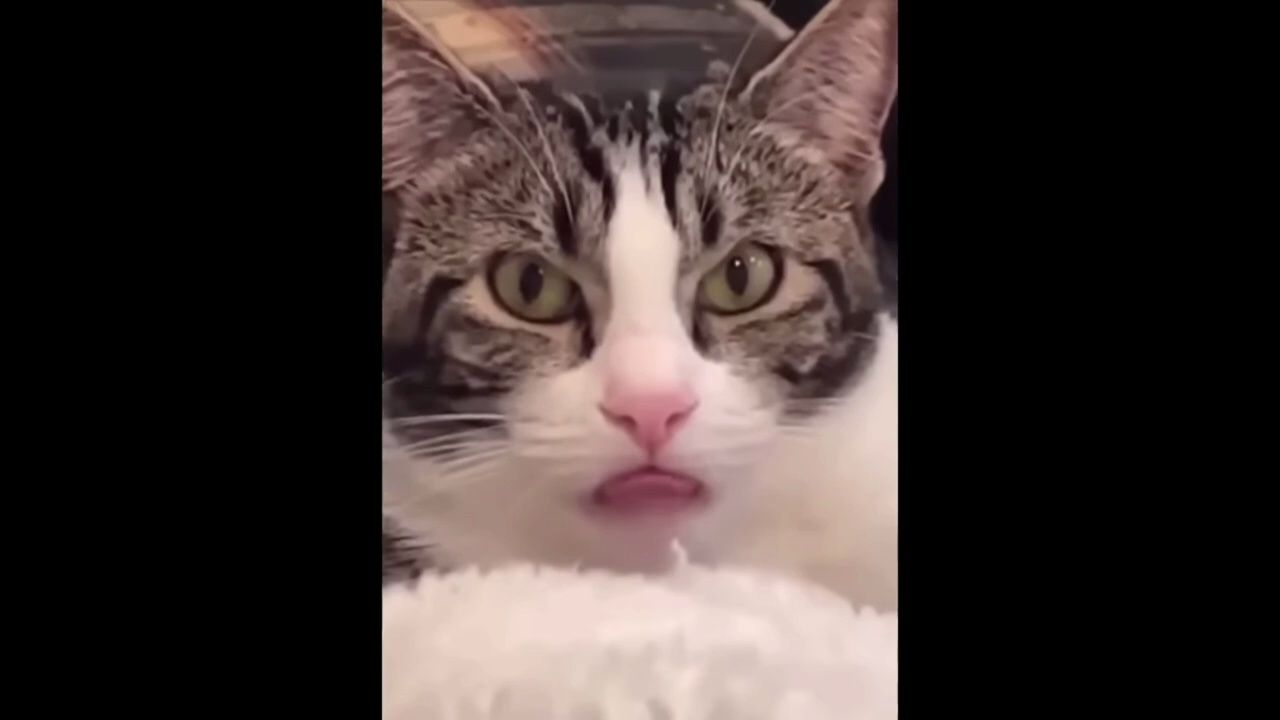 搞笑动物61