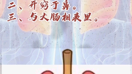 五脏六腑之肺脏的介绍哔哩哔哩bilibili