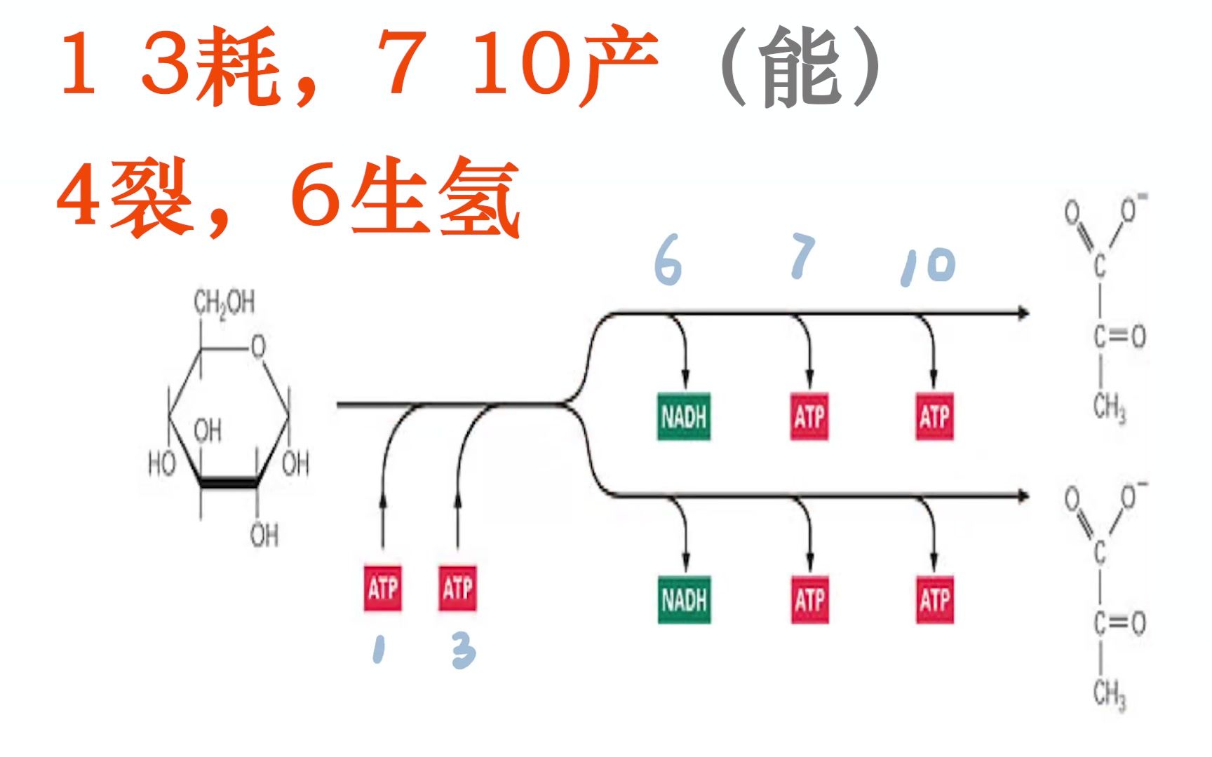 【生物化学】5min搞定 糖酵解:3个关键酶/限速酶,底物水平磷酸化哔哩哔哩bilibili