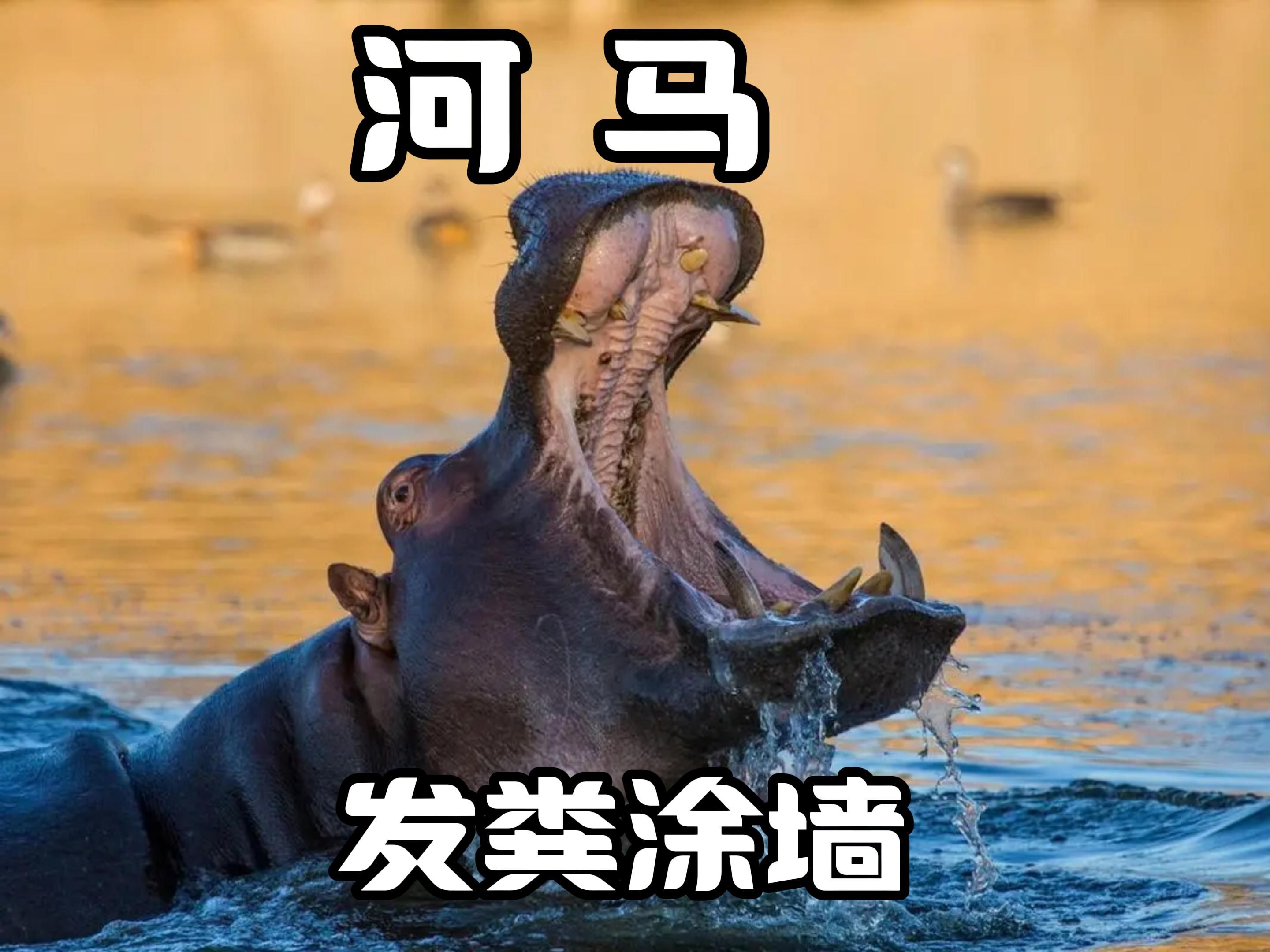 河马的出现弥补了河里没有马的空白!