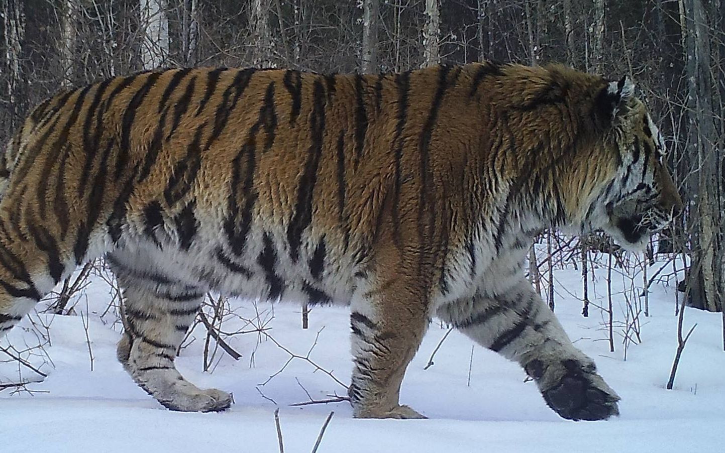2018年2月拍到的一只野生雄性东北虎_哔哩哔哩 (゜-゜)つロ 干杯