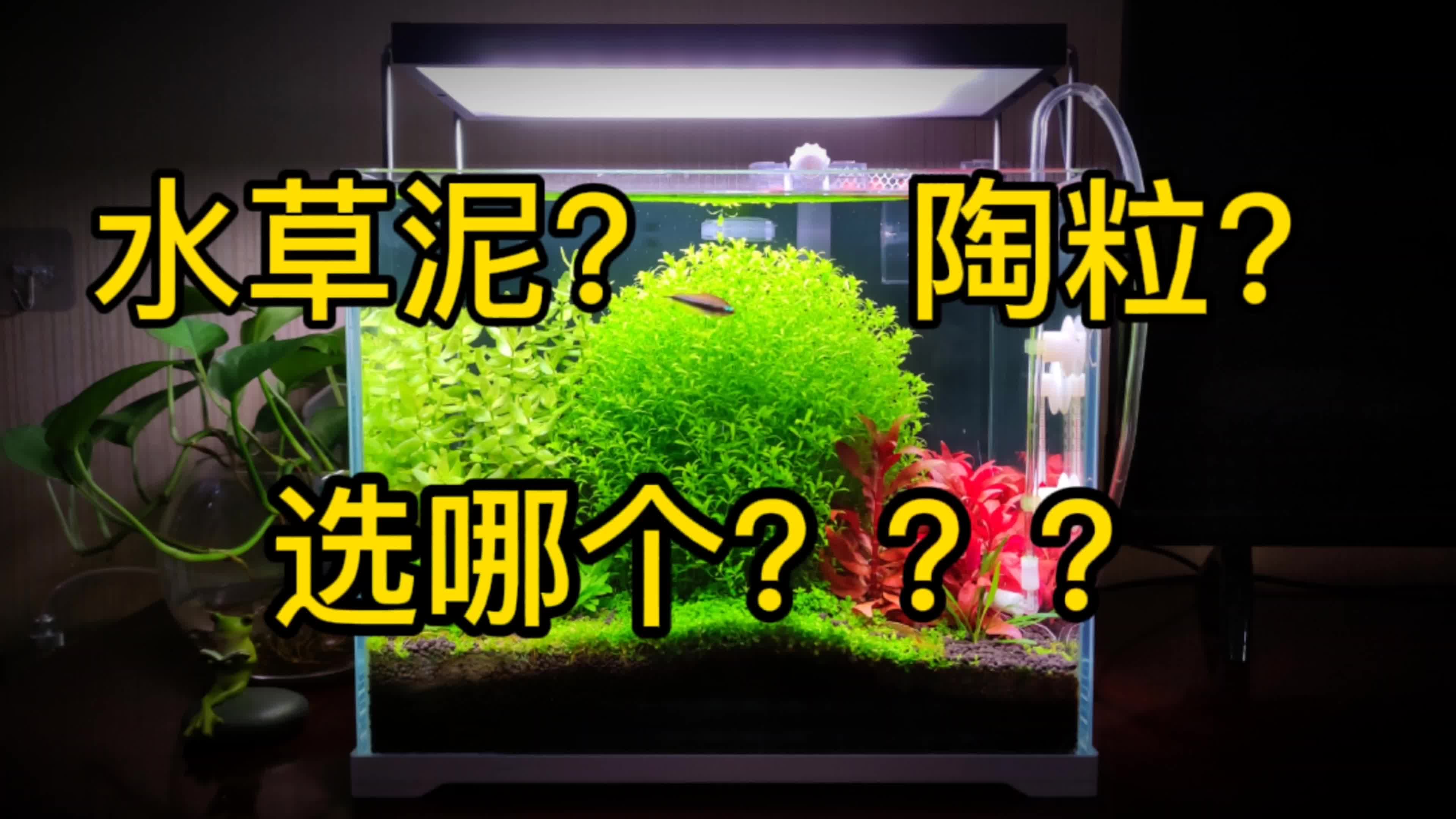 【草缸新手避坑】水草泥跟陶粒的区别,陶粒养水草能行吗?哔哩哔哩bilibili