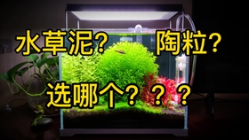 最难养前景草不用co2不长藻 迷你矮珍珠100 成功 Bilibili新星计划 哔哩哔哩 つロ干杯 Bilibili 最难养前景草不用co2不长藻 迷你矮珍珠100 成功 Bilibili新星计划 哔哩哔哩 つロ干杯 Bilibili