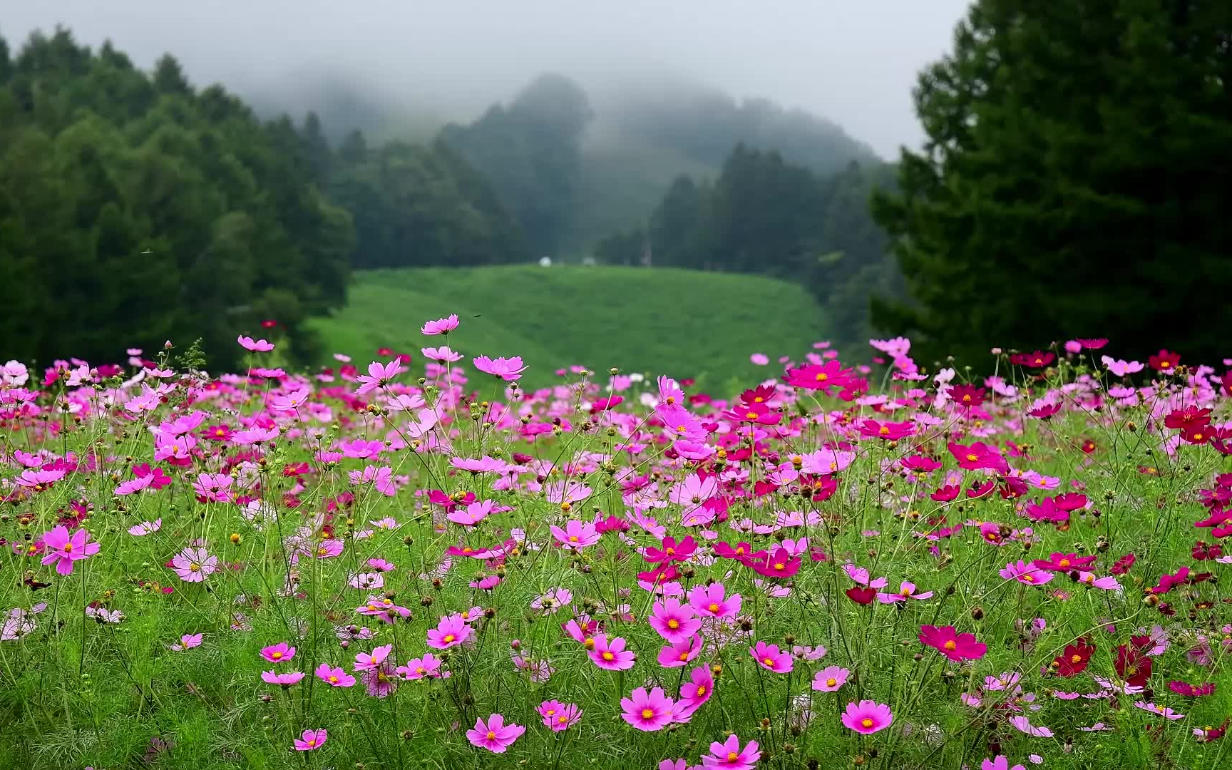 治癒風景花海漫山遍野