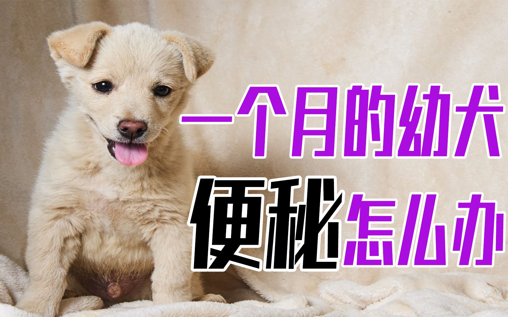 一個月的幼犬便秘怎麼辦_嗶哩嗶哩 (゜-゜)つロ 乾杯~-bilibili