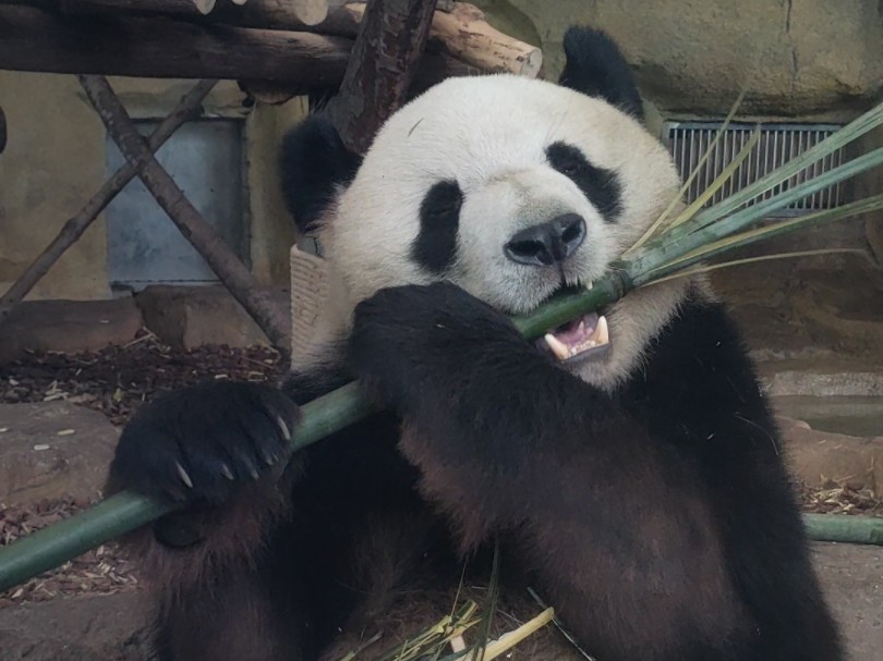 [憨态可掬] 熊猫悠闲享美食!