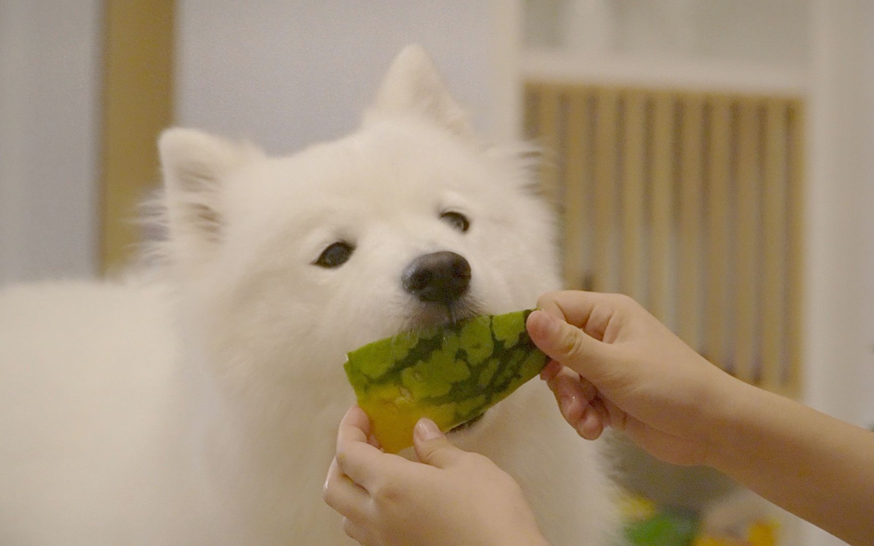 萨摩耶软糖吃西瓜不会吃的麻糬都馋哭了这狗啃的瓜也太干净了两个人一