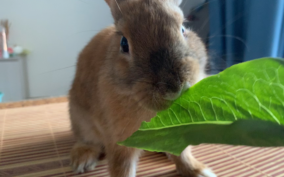 小萌兔吃播大胃王