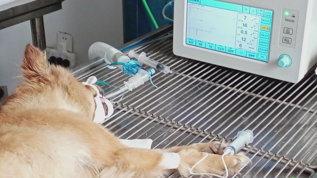 动物呼吸机在什么场景下使用