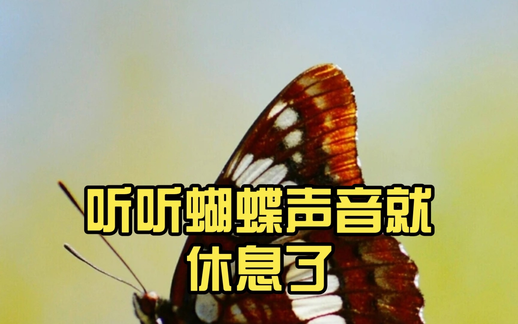 听听蝴蝶声音就休息了