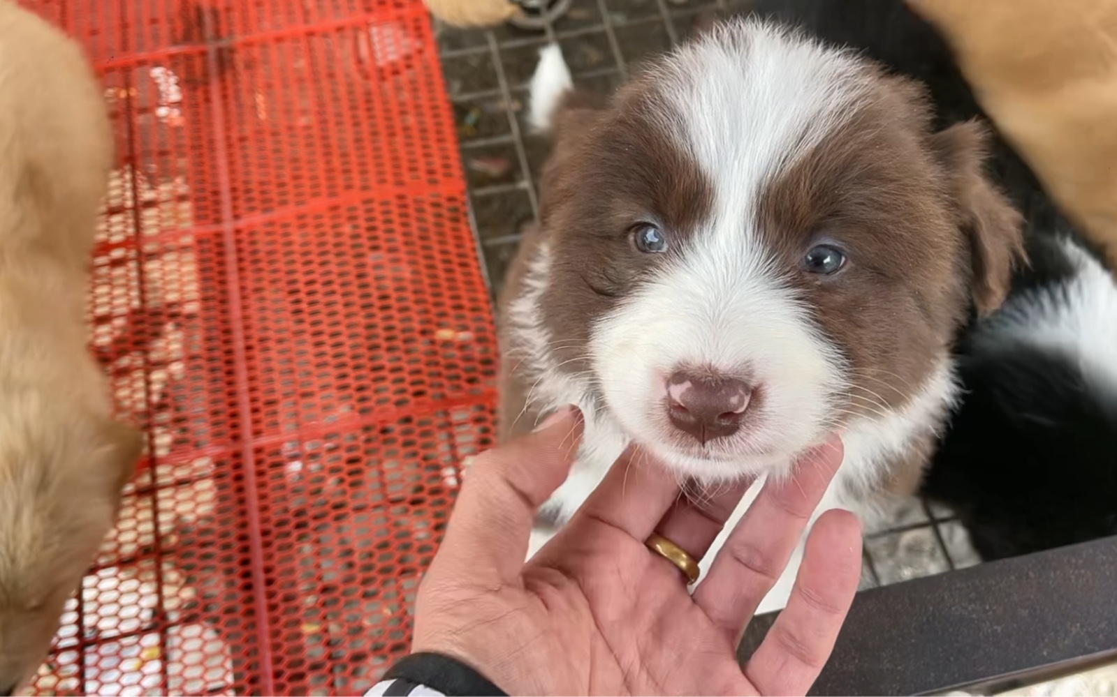 咖啡色边境牧羊犬安排