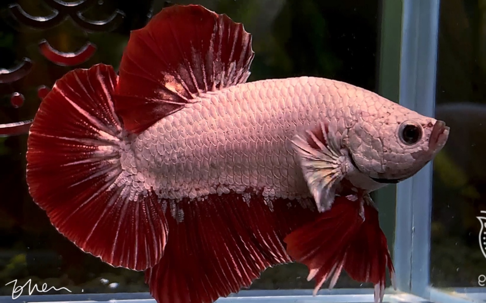 红龙好威武霸气 【泰国斗鱼】【将军斗鱼】