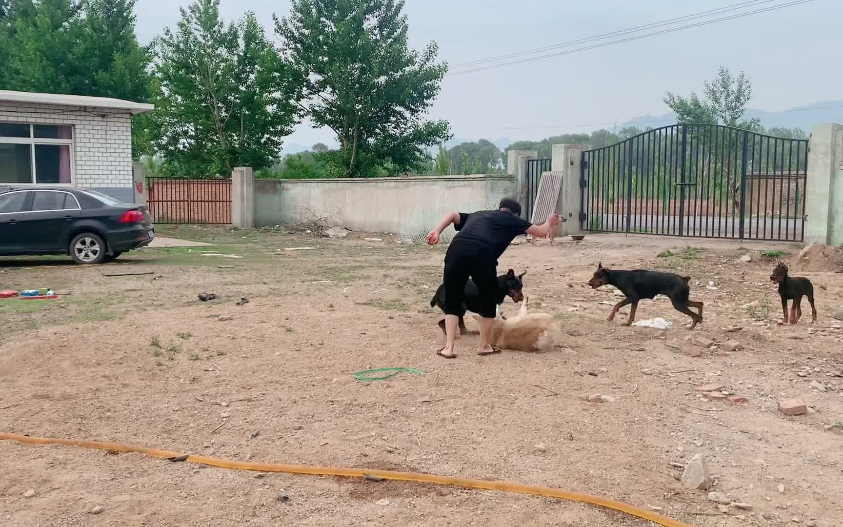 杜宾犬对秋田突然发起攻击,场面完全失控,主人只能用棍子打散哔哩哔哩bilibili