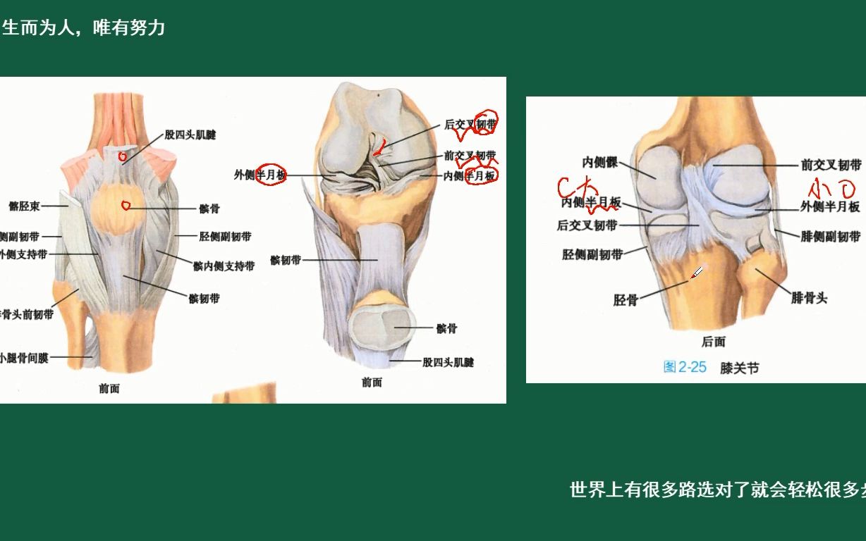 [图]第5集：解剖学-运动系统-骨学-膝关节及其骨结构。