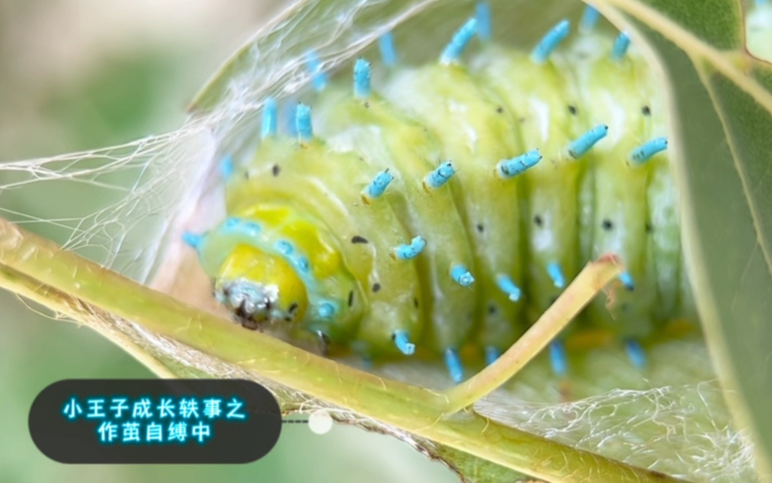 王氏樗蚕蛾幼虫结茧中….看上去的作茧自缚,也许是主动闭关,庄周梦蝶,迎接之后的华丽羽化!哔哩哔哩bilibili