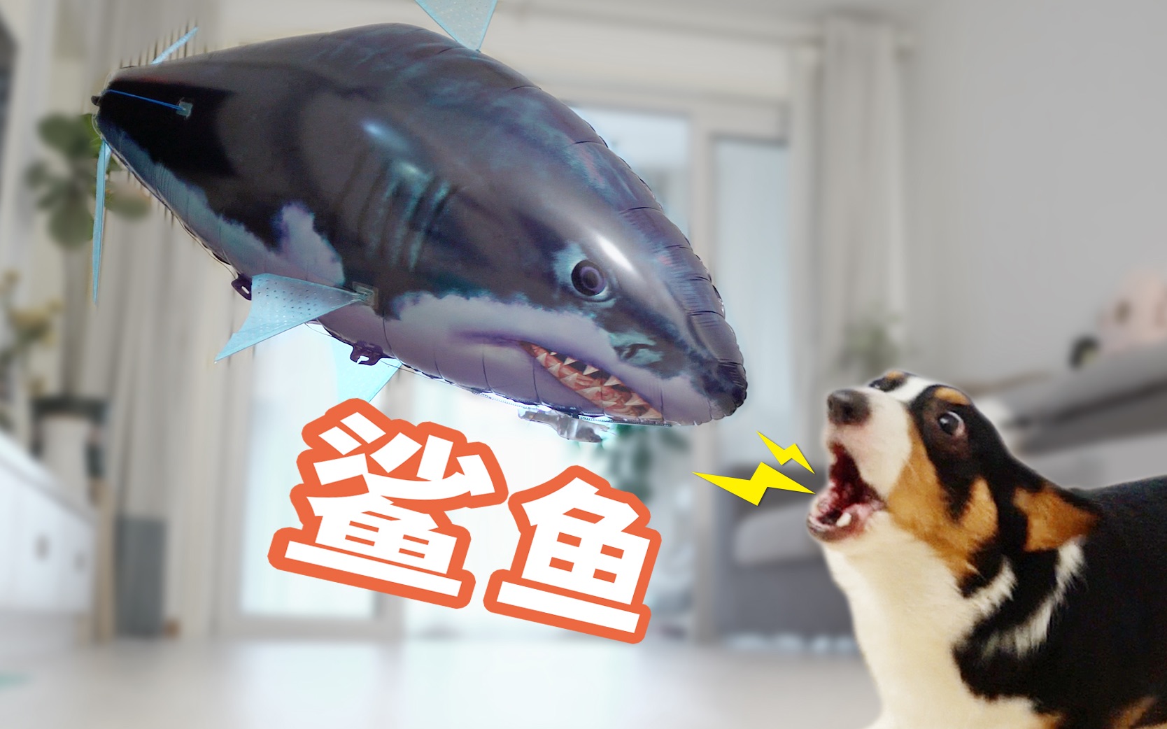 家里惊现大鲨鱼,柯基吓到丢掉狗粮,忙找主人求保护【小短腿duby】