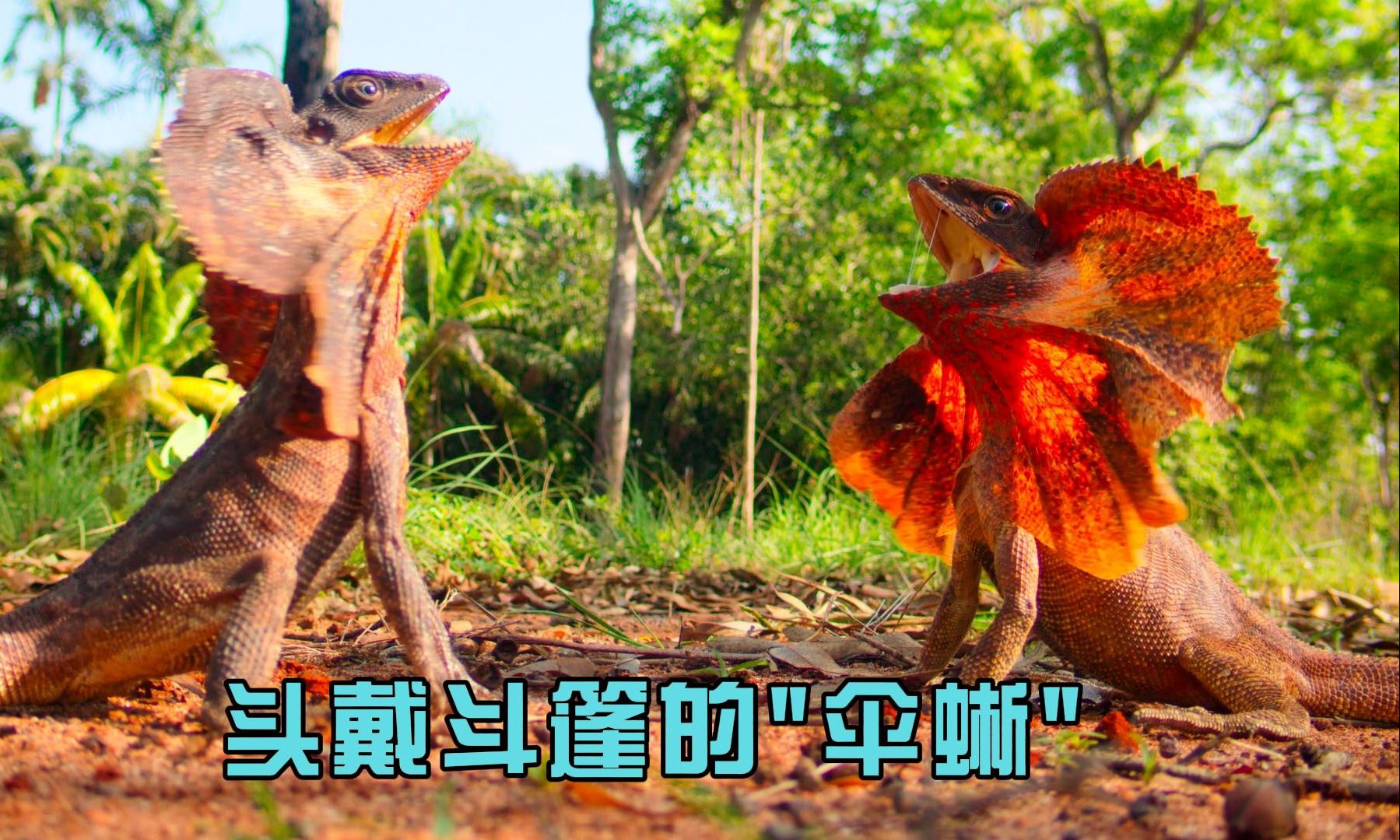 头戴斗篷的伞蜥,拥有很强的领地意识,铲吻蜥蜴一秒可以奔跑三米